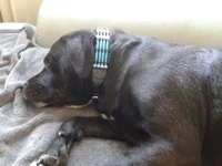 Doxtasy Hondenhalsband Blue River 35mm 5 Doxtasy Hondenhalsband Blue River 35mm - Afbeelding 3