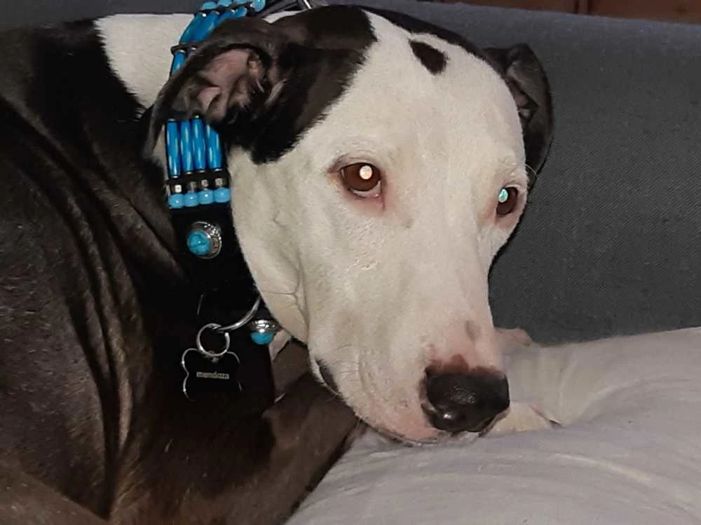 Doxtasy Hondenhalsband Blue River 35mm 9 Doxtasy Hondenhalsband Blue River 35mm - Afbeelding 7