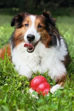 Kong Hondenspeelgoed Classic -Producten Voor Huisdieren image 1467