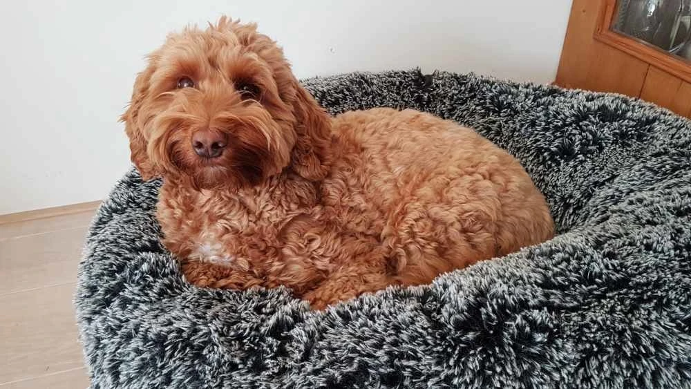 Bessie And Barnie Hondenmand Bagel Midnight Frost 4 Bessie And Barnie Hondenmand Bagel Midnight Frost - Afbeelding 2