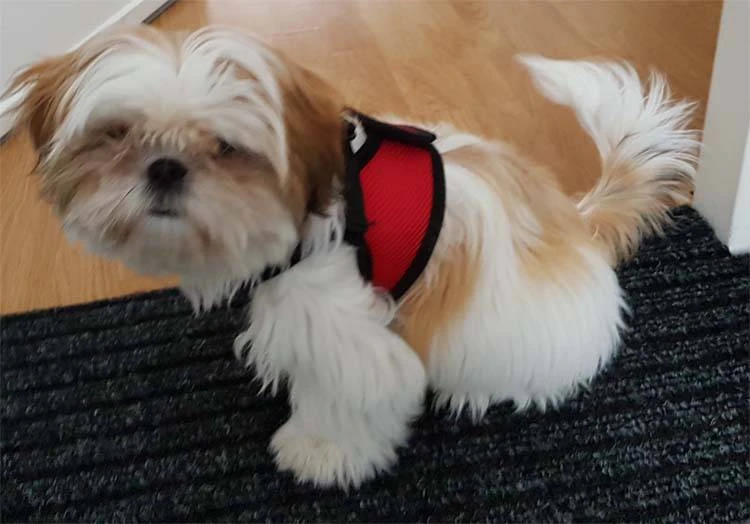 Doxtasy Hondentuig Comfy Harnass Mesh Red 5 Doxtasy Hondentuig Comfy Harnass Mesh Red - Afbeelding 3