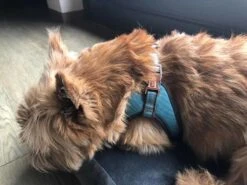 Voorkant -Producten Voor Huisdieren image 1696