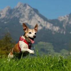 Curli Hondentuig Magnetic Harness Rood