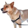 Petsafe Anti-Trek Hondentuig Easy Walk ® Zwart -Producten Voor Huisdieren image 1813