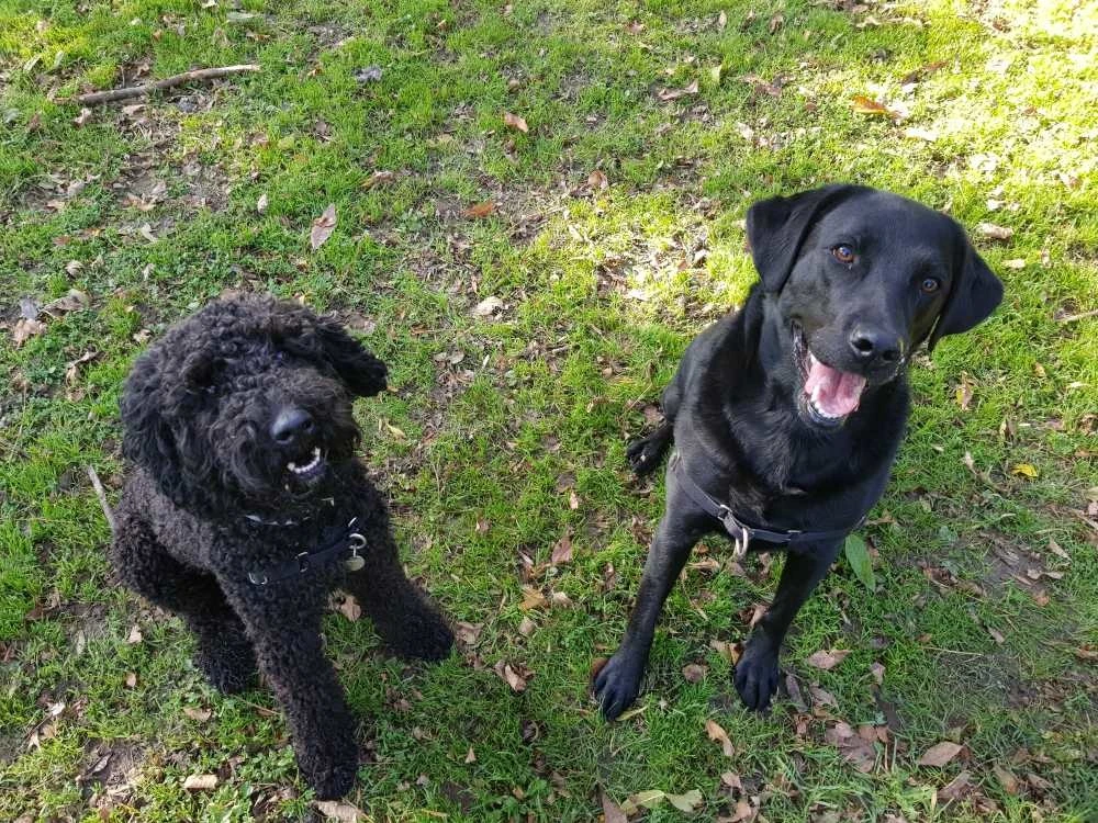 Petsafe Anti-Trek Hondentuig Easy Walk ® Zwart 7 Petsafe Anti-Trek Hondentuig Easy Walk ® Zwart - Afbeelding 5