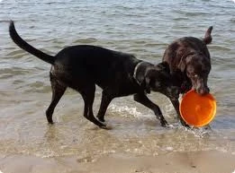 West Paw Design Hondenspeelgoed Zogoflex Zisc Oranje 3 West Paw Design Hondenspeelgoed Zogoflex Zisc Oranje