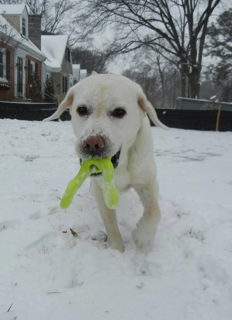 West Paw Design Hondenspeelgoed Zogoflex Tizzi Lime 3 West Paw Design Hondenspeelgoed Zogoflex Tizzi Lime