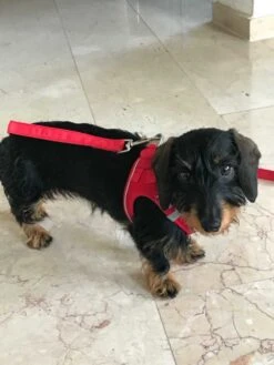 Curli Hondentuig Magnetic Harness Rood -Producten Voor Huisdieren image 23