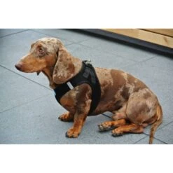 Curli Hondentuig Air-Mesh Harness Black -Producten Voor Huisdieren image 314