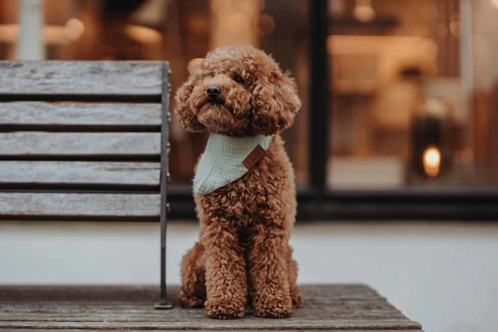 Hunter Hondensjaal Nola Bandana Groen 4 Hunter Hondensjaal Nola Bandana Groen - Afbeelding 2