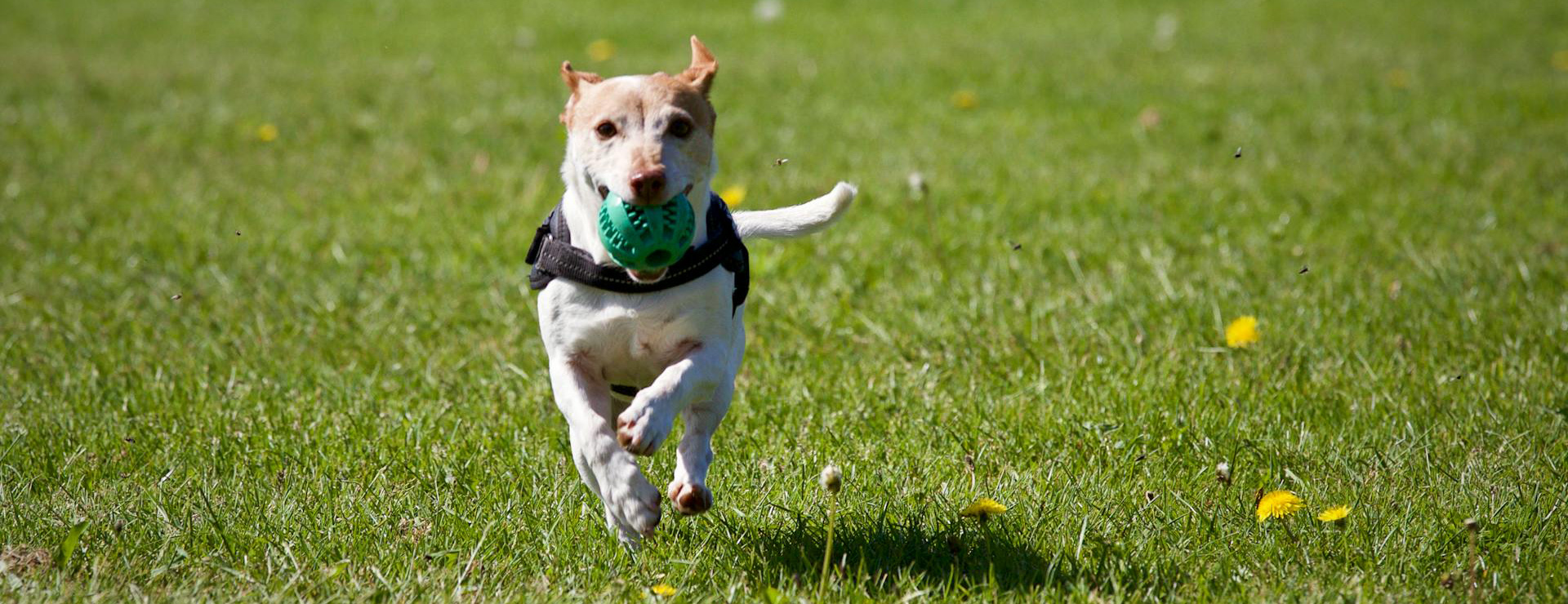 Voorkant -Producten Voor Huisdieren pexels matthiaszomer 422220
